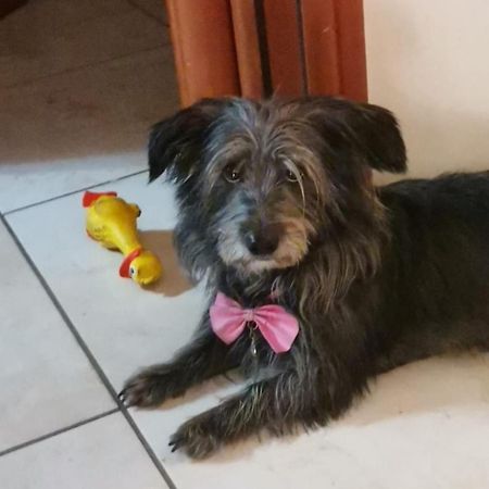 Sweet Home Giulia Locazione Ad Uso Turistico Cimitile Εξωτερικό φωτογραφία